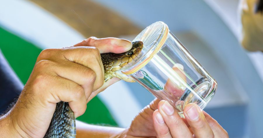 Fator de queda na NR-35 de forma prática 3 Animal peçonhento - cobra